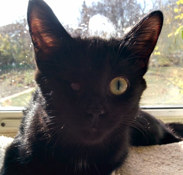 Eston cat