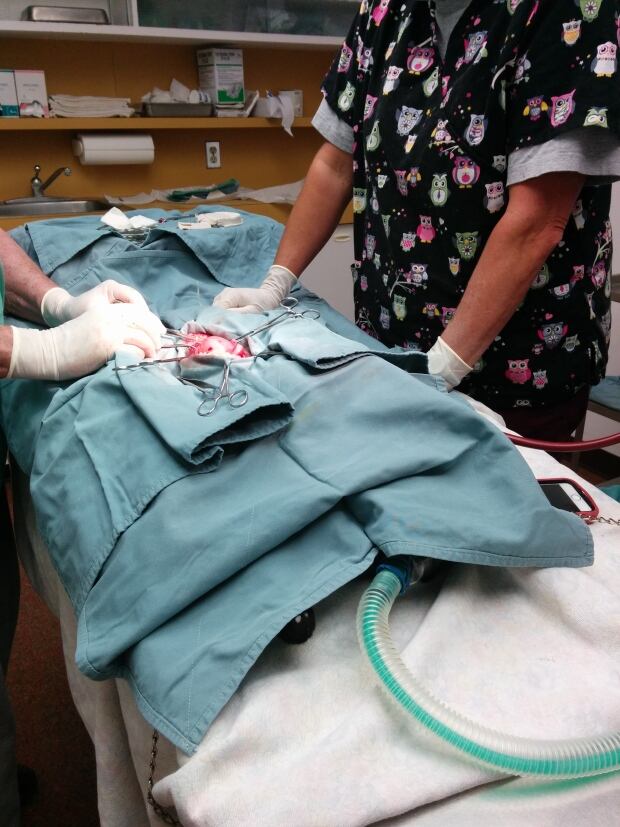 Cat Surgery