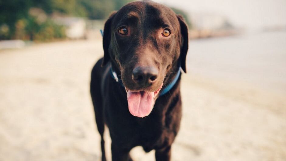 Author Arlene Weintraub explains how dogs are helping in the quest to cure cancer in her book, "Heal."