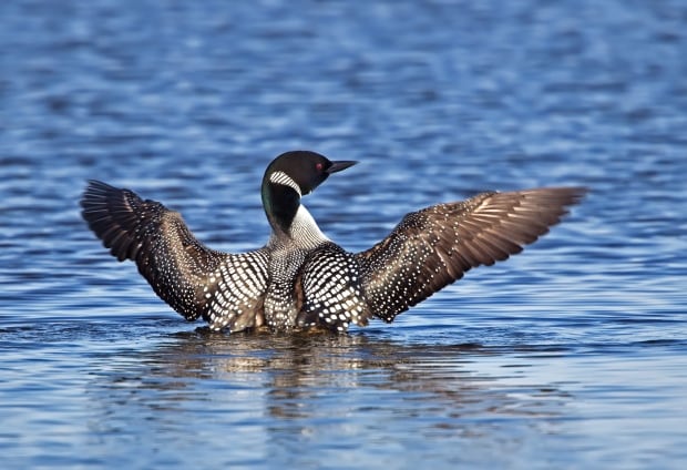 Loon spreads wings