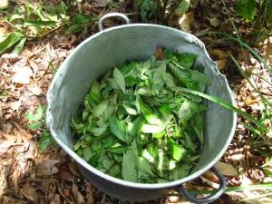 ayahuasca