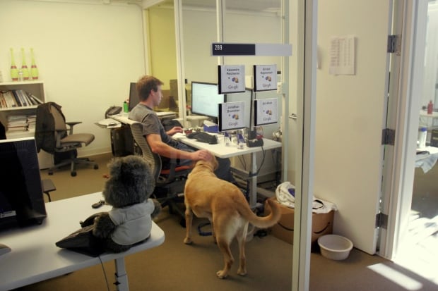 google dog