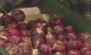 Onions at Ron Tamish's Rondriso Farms