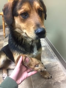 Dog rescue