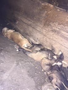 Dog rescue