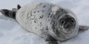 seal looks happy and healthy