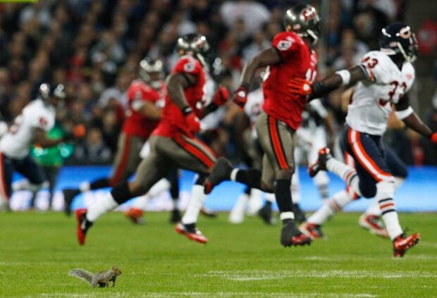 Squirrel on the field