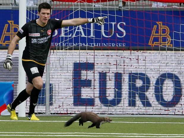 Marten shown the way out