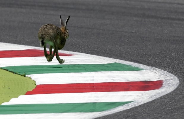 Rabbit runs the Italian Grand Prix