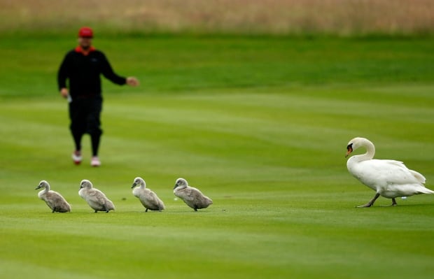 Swan family at golf open