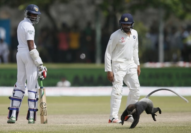 Monkeying around during cricket match