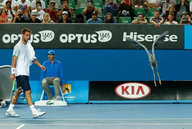 Bird flies from tennis tournament