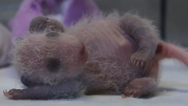 panda cub 11 days old