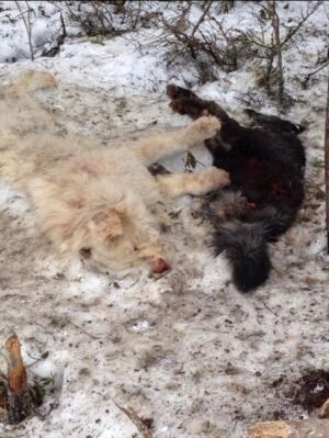 Dogs dead