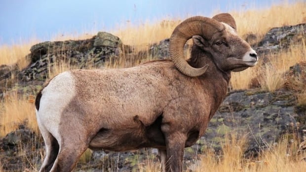 Ram Big Horn >> bighorn-sheep.jpg Ram Big Horn >> bighorn-sheep.jpg