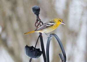 Bullock's oriole