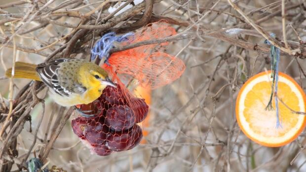 Bullock's oriole