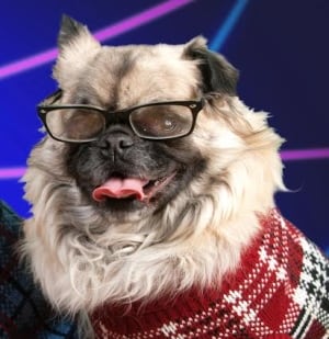 moe the dog