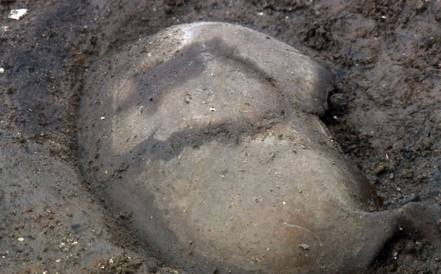 Skull