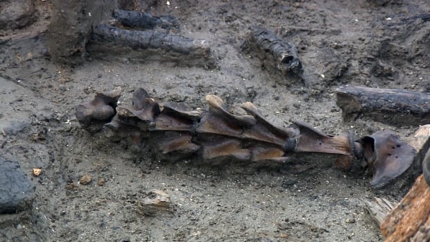 Animal bones