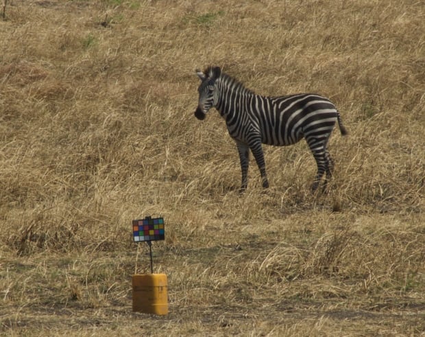 Zebra in Tanzania with "X-Rite ColorCheckerClassic" chart