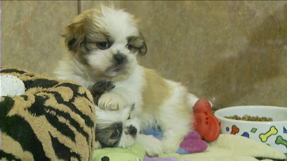Pet Stores In Ottawa That Sell Dogs Pet Stores In Ottawa That Sell Dogs