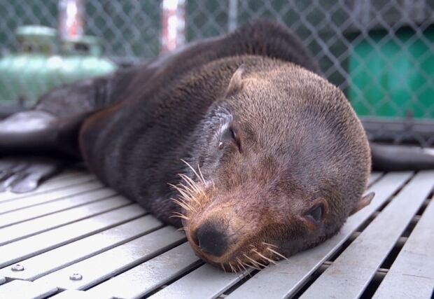 Guadalupe seal