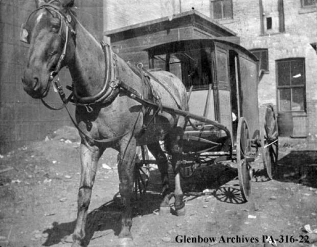 Calgary milk delivery, c. 1905