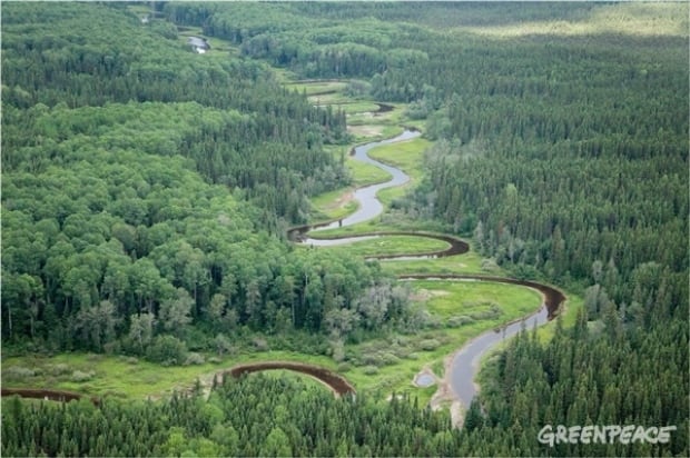 broadback river valley forest