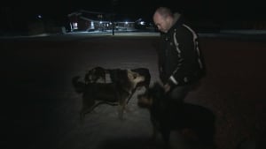 Dan StJean and Tulita NWT stray dogs