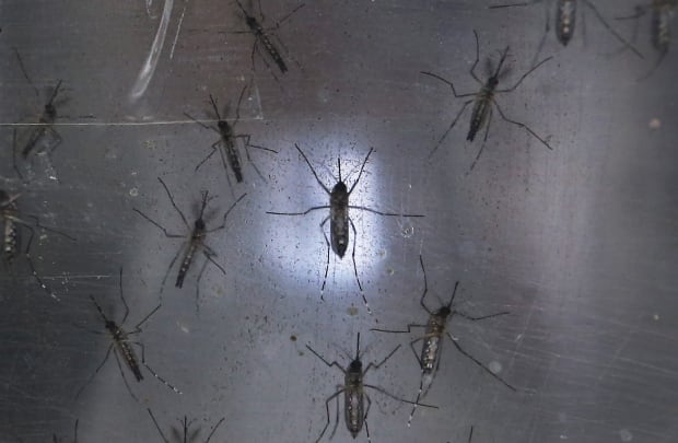 Recife Brazil Jan 26 2016 Aedes aegypti mosquitos