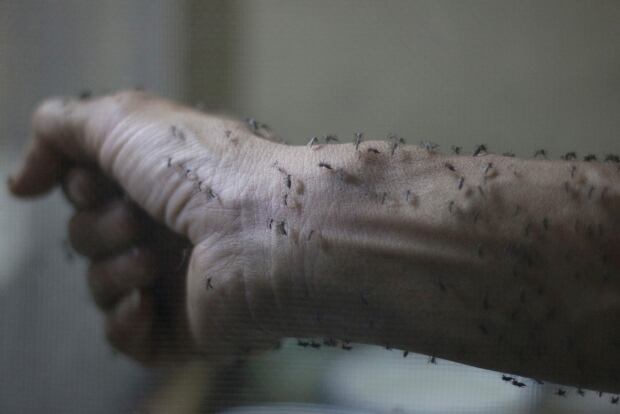 HEALTH-ZIKA GUATEMALA sterile Aedes aegyti mosquitoes Jan 26 2016
