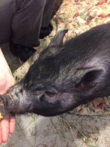 Scarlet the pig