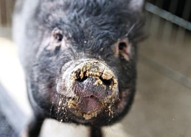 Scarlet the pig