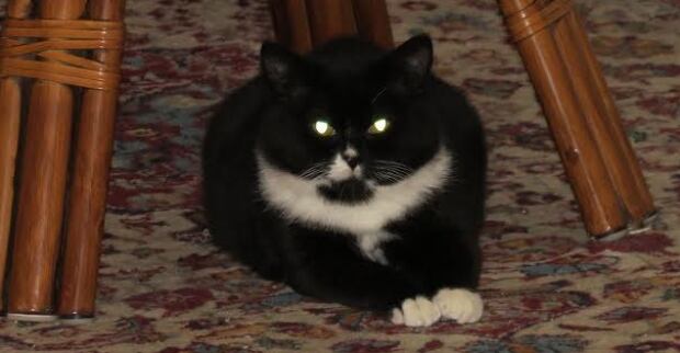 Oreo the cat 2