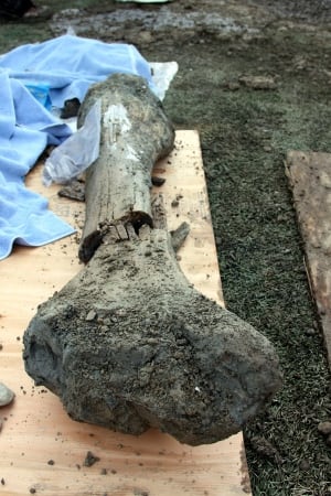 OSU Mammoth Bones