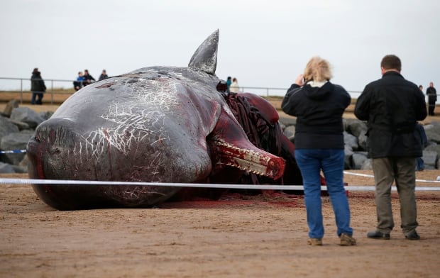 WIP BRITAIN-SPERM WHALE washes up on Skegness Jan 25 2016