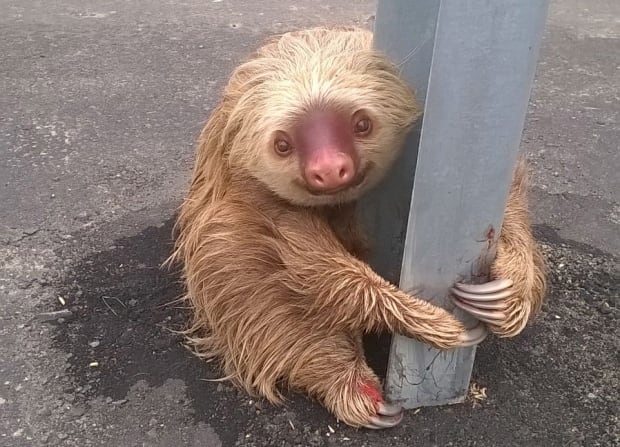 WIP ECUADOR-highway sloth rescued Jan 22 2016
