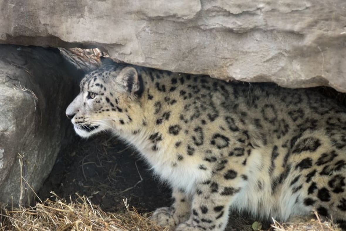 Snow leopard makes debut at Calgary Zoo | CBC News