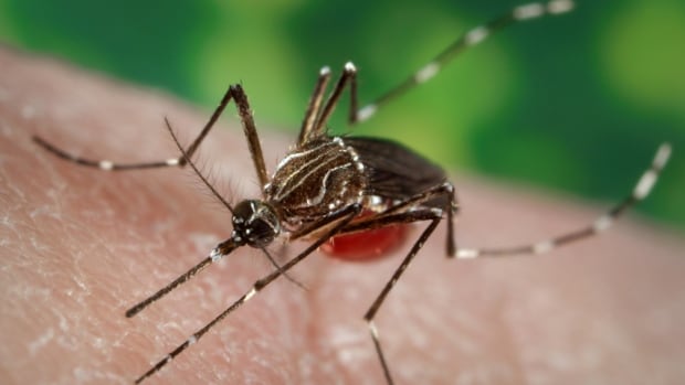 Aedes albopictus mosquito