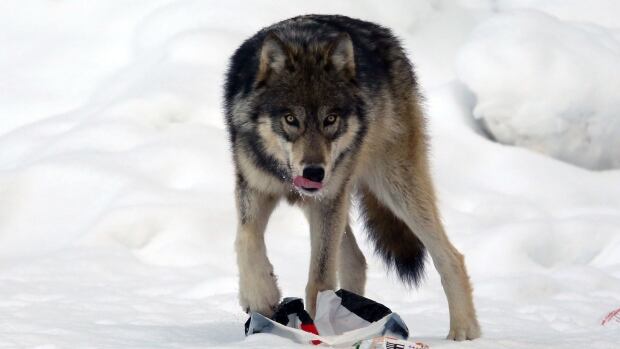 banff wolf pack eating garbage concerns park banff wolf pack eating garbage concerns park