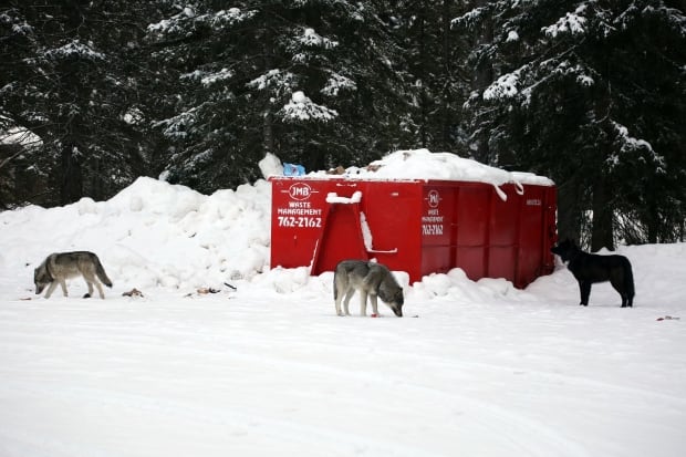 Wolf pack sighting near Banff
