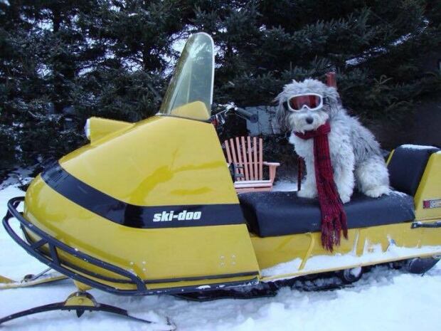 AuzzieSnowmobile