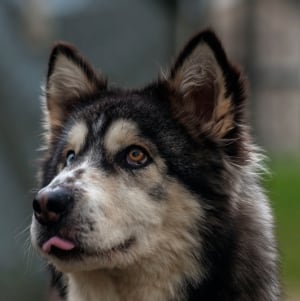 Willow dog