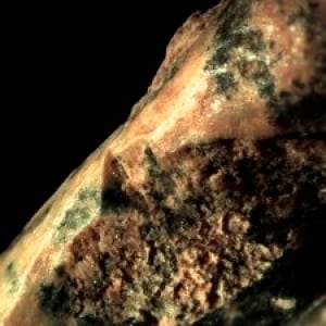 Tortoise bone