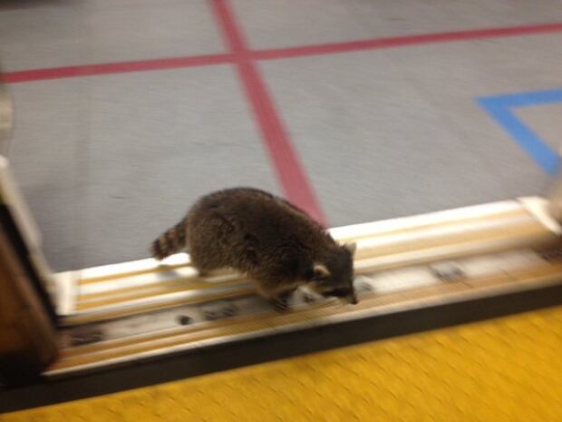 raccoon on spadina subway