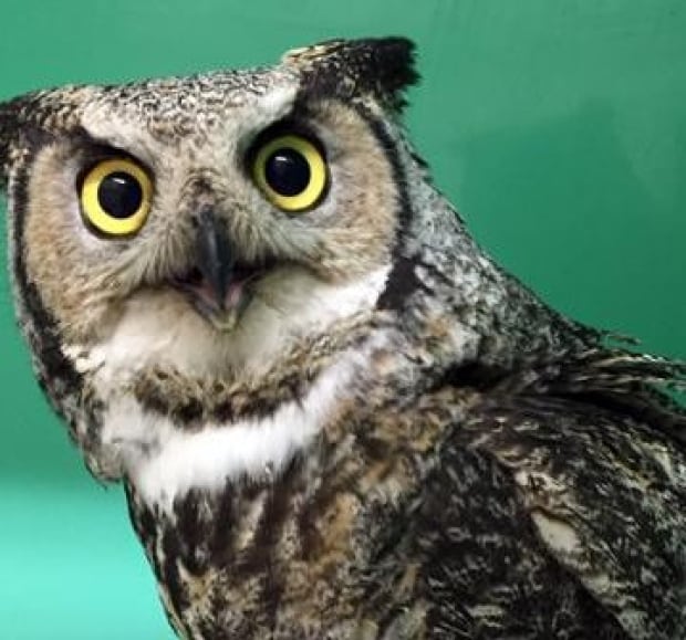 Owl release U of S