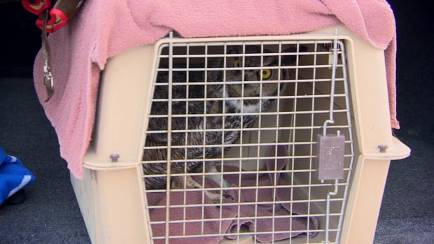 Owl release Saskatoon