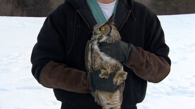 Released owl saskatoon 3