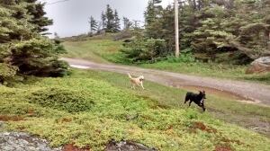 Anjali Choksi's dogs